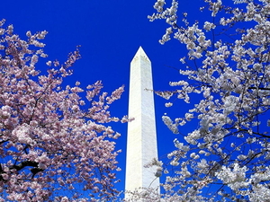 washington-d-c-obelisk-bloesem-blauwe-achtergrond