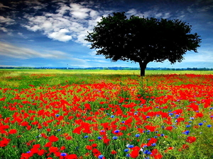 weide-bloemen-natuur-veld-achtergrond