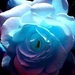 bloemen-fantastische-blauwe-bloemblad-achtergrond