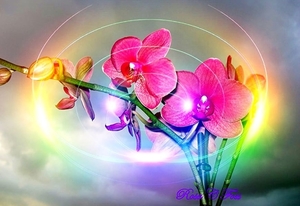 bloemen-fantastische-mot-orchidee-roze-achtergrond