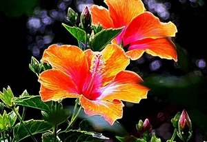 bloemen-hibiscus-fantastische-bloemblad-achtergrond