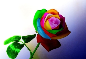 bloemen-roos-fantastische-regenboog-achtergrond