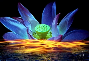 fantastische-bloemen-heilige-lotus-bloemblad-achtergrond