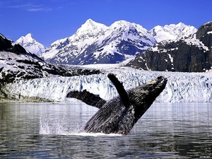 walvis-sneeuw-bergen-gletsjermeer-achtergrond