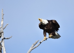 bald_eagle_at_seedskadee_national_wildlife_refuge__39301440234_