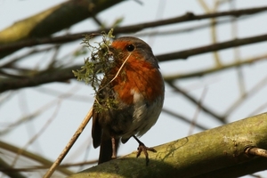 european_robin__erithacus_rubecula__with_nest_material
