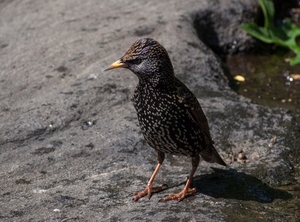 european_starling_in_central_park__81460_