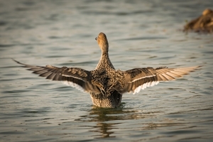 northern_pintail__female_