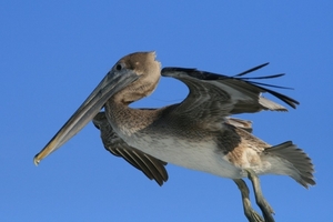 pelecanus_occidentalis_and_fishing_hook_2