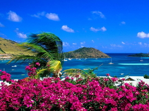eilanden-natuur-strand-bloemen-achtergrond