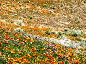 poppies_and_shrubs__2371736777_