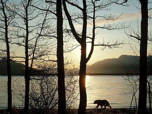 alaska-natuur-ochtend-avond-achtergrond