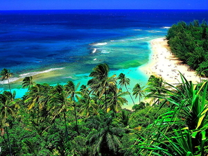hawai-natuur-tropen-palmboom-achtergrond