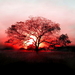 hdr-fotos-natuur-rode-ochtend-achtergrond