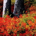 herfst-natuur-noordelijk-hardhoutbos-rode-achtergrond