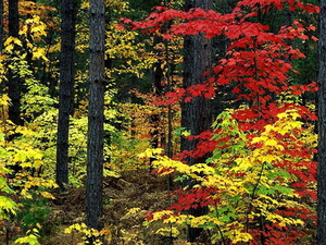 herfst-natuur-noordelijk-hardhoutbos-woud-achtergrond
