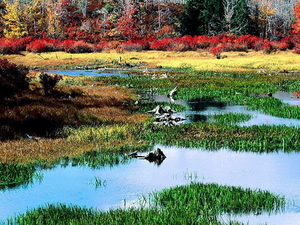 herfst-natuur-reflectie-moeras-achtergrond