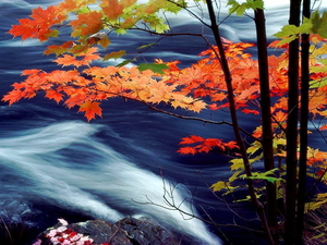 herfst-natuur-schilderen-esdoorn-achtergrond