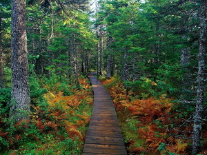 herfst-natuur-woud-noordelijk-hardhoutbos-achtergrond