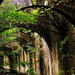 natuur-boog-woud-architectuur-achtergrond
