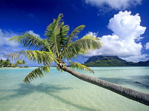 strand-natuur-tropen-palmboom-achtergrond