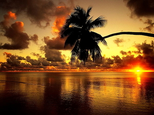zonsondergang-natuur-horizon-palmboom-achtergrond