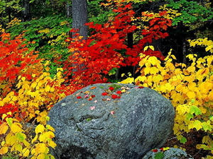 herfst-landschap-natuur-bloemen-achtergrond