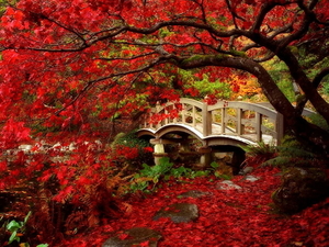 japan-natuur-herfst-rode-achtergrond (1)