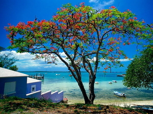 strand-natuur-caraiben-zee-achtergrond