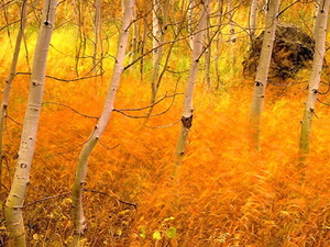 herfst-natuur-amerikaanse-esp-papierberk-achtergrond