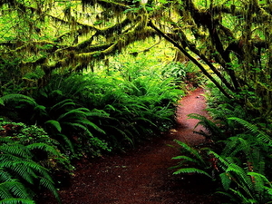 woud-natuur-groene-jungle-achtergrond