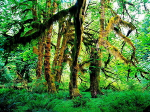 woud-natuur-oudgroeiend-bos-noordelijk-hardhoutbos-achtergrond