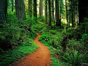 woud-natuur-oudgroeiend-bos-pad-achtergrond