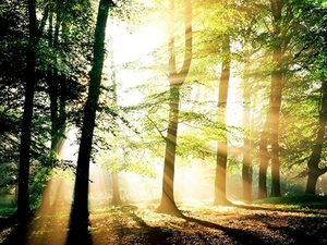 woud-natuur-zonlicht-mist-achtergrond