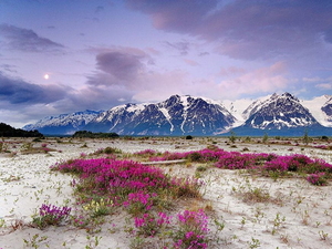 alaska-natuur-bergen-bloemen-achtergrond