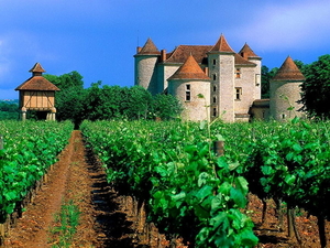 frankrijk-natuur-landbouw-wijngaard-achtergrond