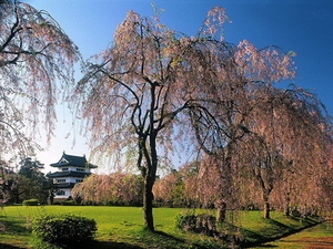 japan-natuur-wilg-voorjaar-achtergrond