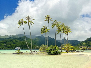 landschappen-natuur-palmboom-tropen-achtergrond