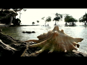 shell-natuur-meer-reptiel-achtergrond