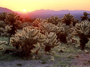 verbluffende-fotos-natuur-rif-cactus-achtergrond