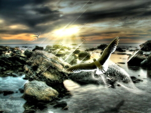 verbluffende-fotos-natuur-vogel-zee-achtergrond