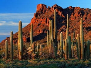 vs-natuur-bergen-saguaro-achtergrond