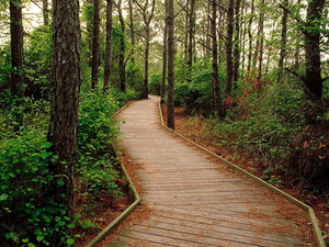 woud-natuur-promenade-pad-achtergrond