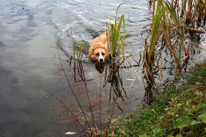 a_dog_swimming_in_a_pond