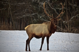 bull-elk-antlers-snow_-_west_virginia_-_forestwander