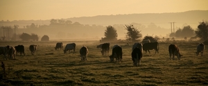 cows_grazing_autumn_morning__somerset_levels__2930581997_