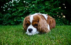 dog_in_the_grass