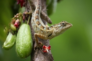 oriental_garden_lizard__calotes_versicolor_