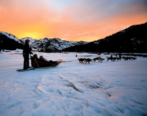 sled_dogs_sunset