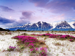 bergen-natuur-bloemen-veld-achtergrond